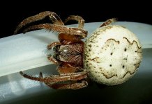 riverweaverspider.jpg