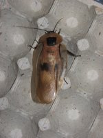 IMG_1556.JPG
