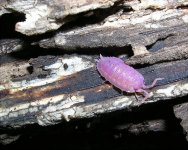 PurpleSowbugSmall.jpg