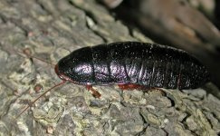 GrenadinesRoach1.jpg