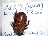 Rhino3.JPG