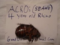 Rhino4.JPG