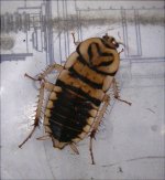 unknownRoach.jpg