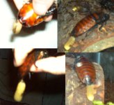roachtrouble.jpg