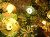 reef1.jpg