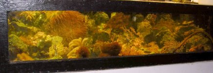 reef3.jpg