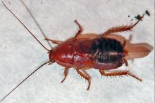 GrenadinesRoach3.jpg