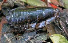 GrenadinesRoach4.jpg