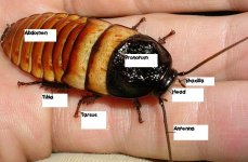 RoachParts.JPG