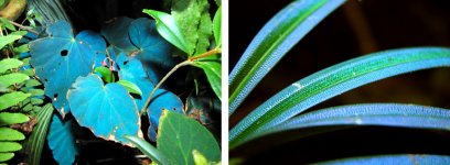 Plants.jpg