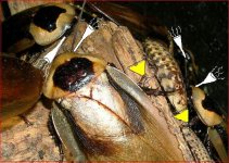 NewYearRoaches.jpg