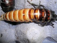 roachbloat.jpg