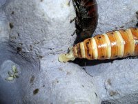 roachbloat2.jpg