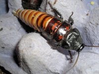 roachbloat3.jpg