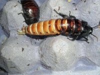 roachbloat4.jpg