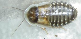 Mystery_roach.jpg