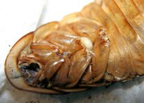 roach_parasite1.jpg