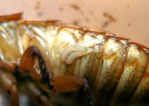 roach_parasite2.jpg