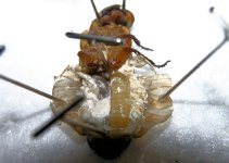 roachorgans1.jpg