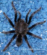 Borneo_Tarantula_1.jpg