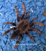 Borneo_Tarantula_2.jpg