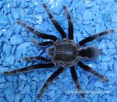 Borneo_Tarantula_3.jpg