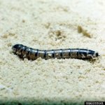 mini_mealworm.jpg