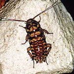 Nrhombifolia.jpg