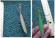 mantis.JPG
