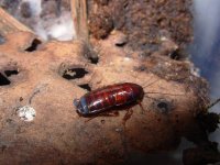 mini_mealworms_013.jpg