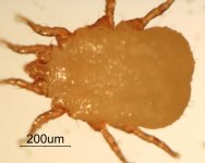 mite5.jpg