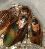 Blaberus_craniifer_CH_A.JPG