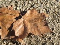 IMG_7339.jpg