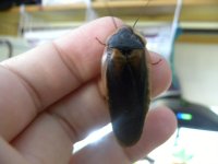 dubia_male.jpg