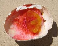 Serratia_marcescens.JPG