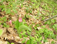 PinkSlipperOrchid.jpg