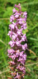 IMG_0485.JPG