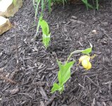 yellowSlipperOrchid.jpg