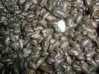 baby_dubia_roaches.jpg