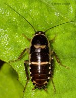 roach-ec.jpg