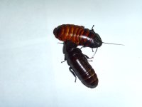 roaches and kiwi 009.JPG