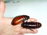 roaches and kiwi 007.JPG