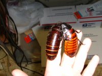 roaches and kiwi 006.JPG