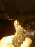 la roach.jpg