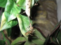 Mantis.JPG