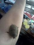 roach 3.jpg