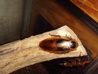 giant roaches 001.JPG