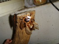 giant roaches 002.JPG