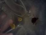 roach4.jpg