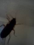 roach3.jpg